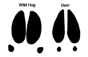 Tracking Wild Boar: Explained - Wild Boar Outdoors